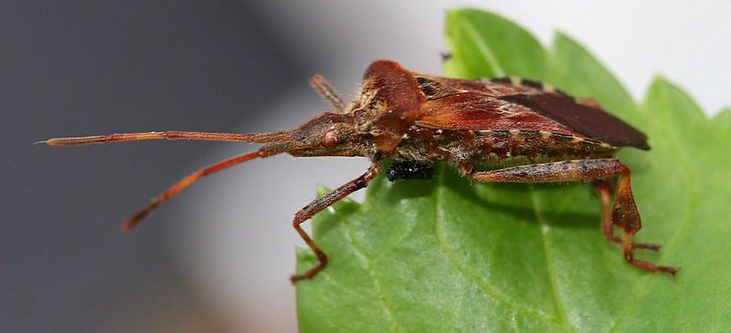Leptoglossus occicentalis, a brown leaf-footed bug.