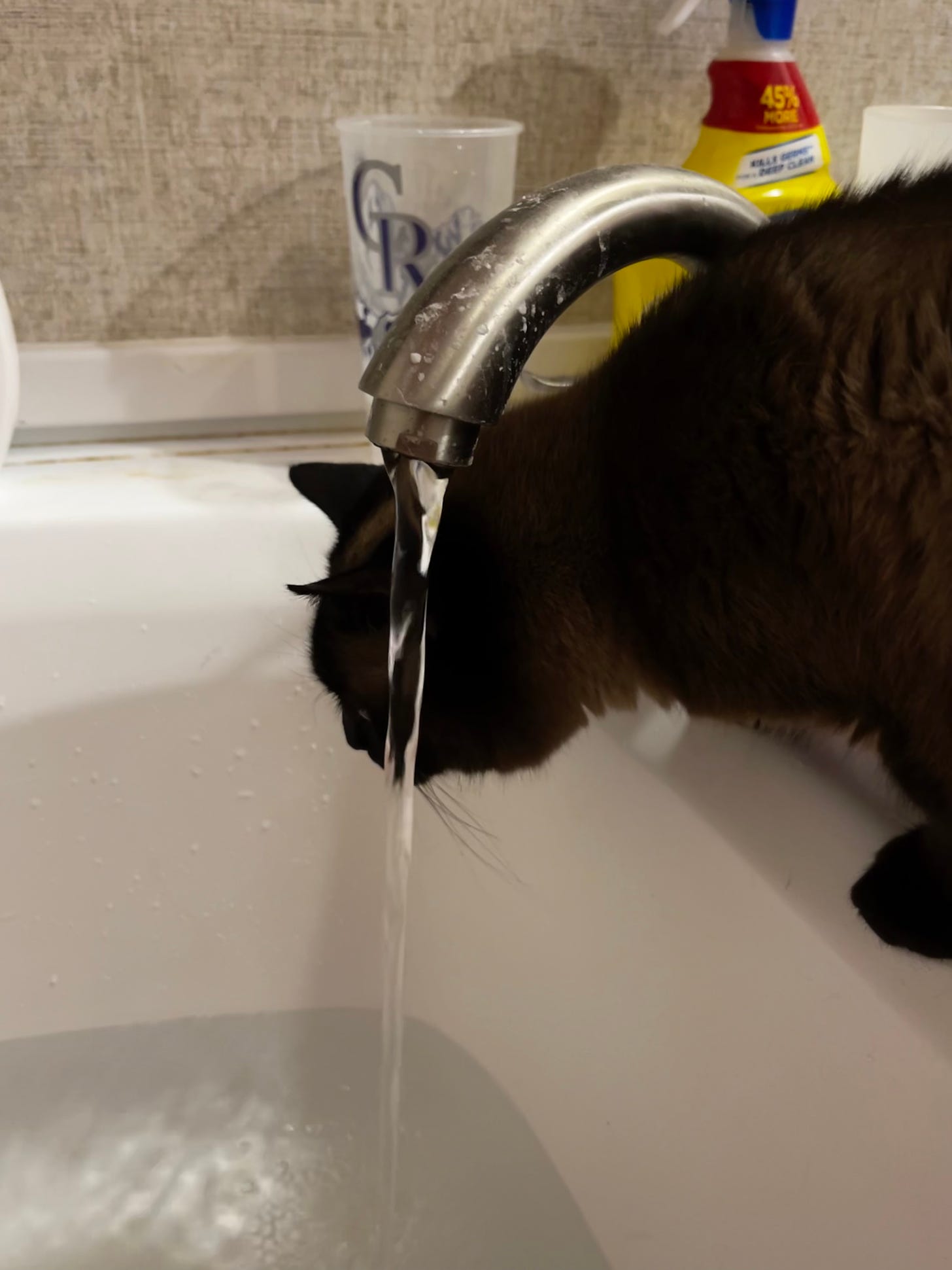 Siamese cat playing in the bathtub faucet
