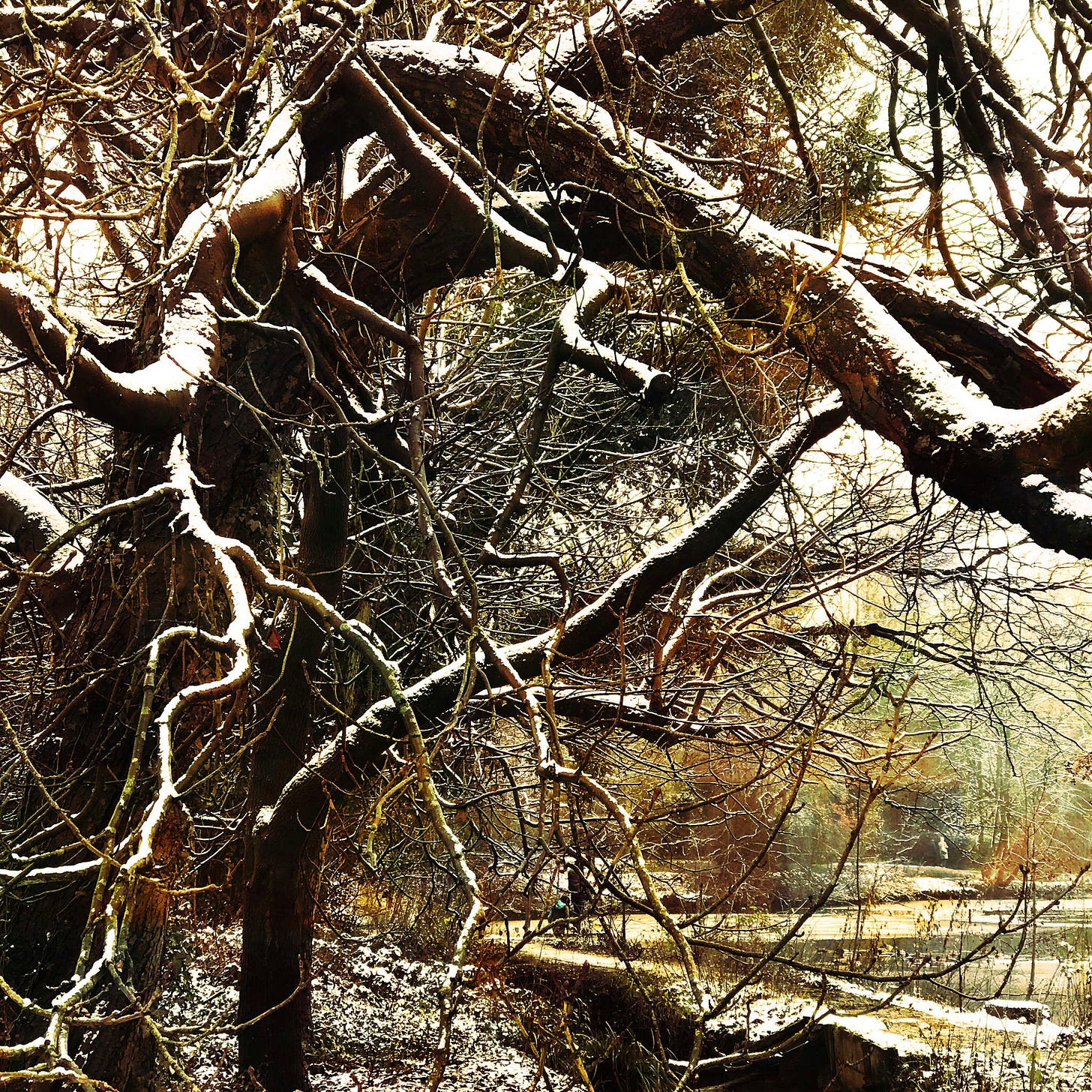 20201231-1148_09 Abney Hall Park.jpg