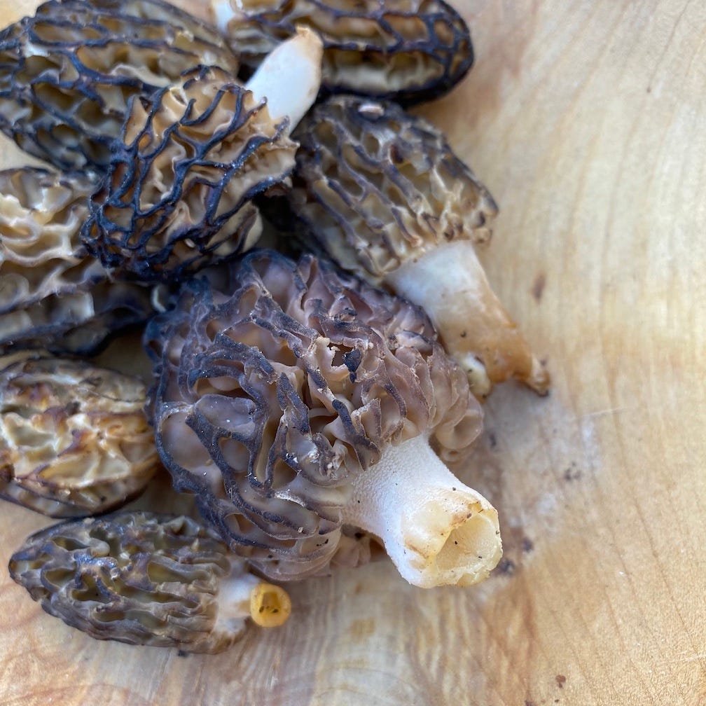 photo of morel mushrooms in a wooden bowl