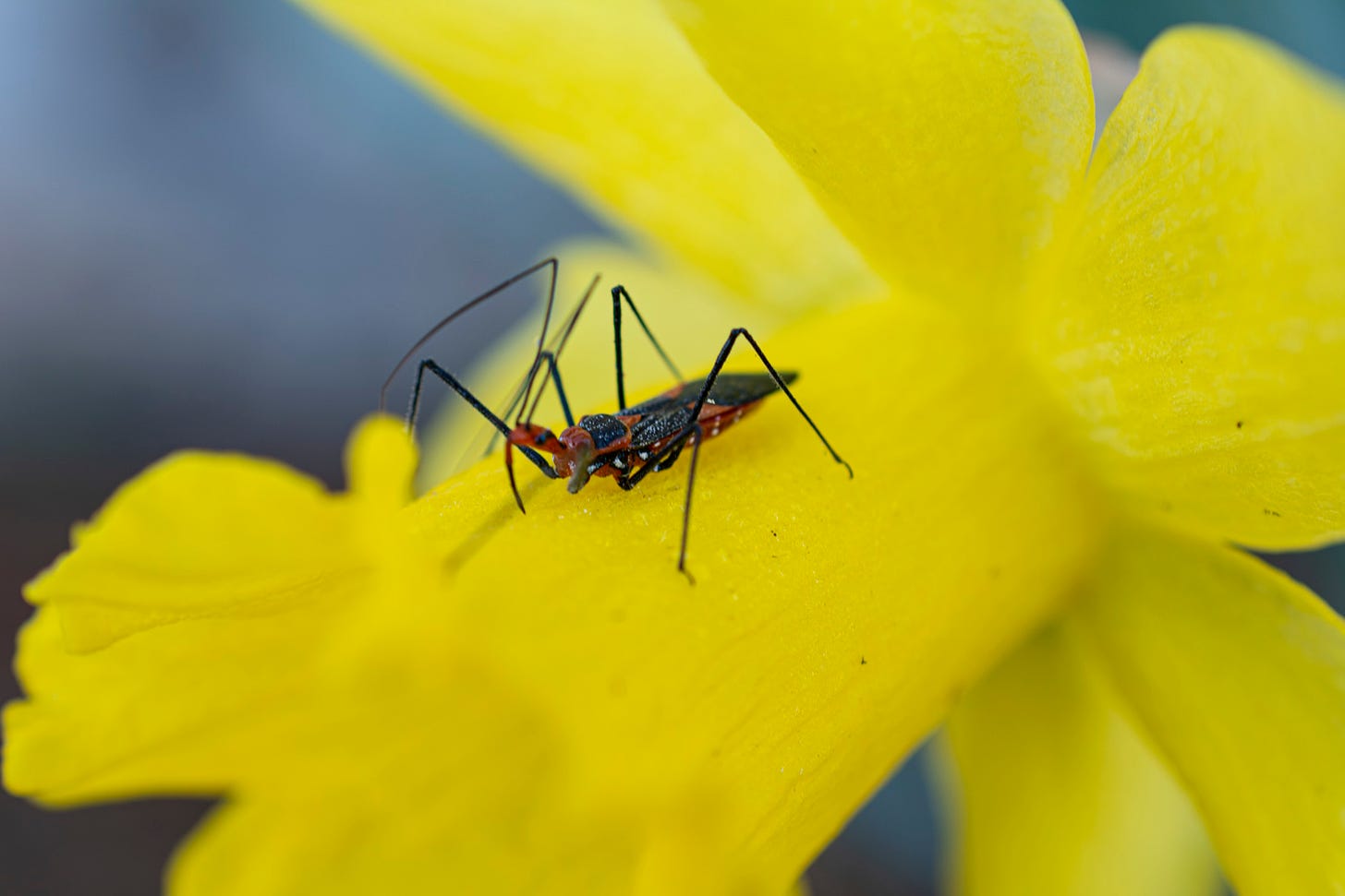 An Assassin bug on a yellow daffodil with blue blurred background