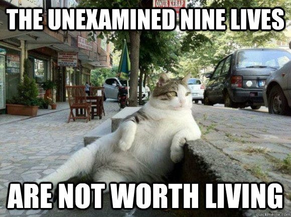 The unexamined nine lives are not worth living  Philosophy Cat