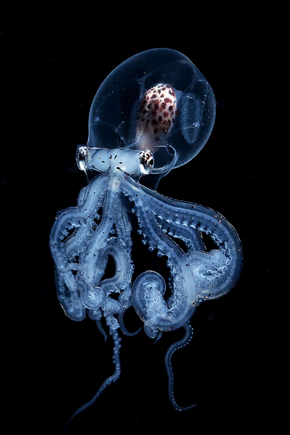 Transparency glass octopus with a leopard-spotted brain visible