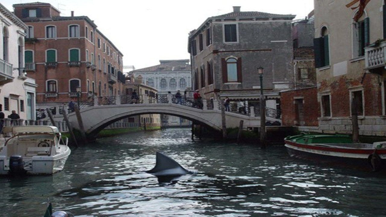 Movie still from Sharks in Venice. A shark fin pops up from the water underneath a Venice Canal.