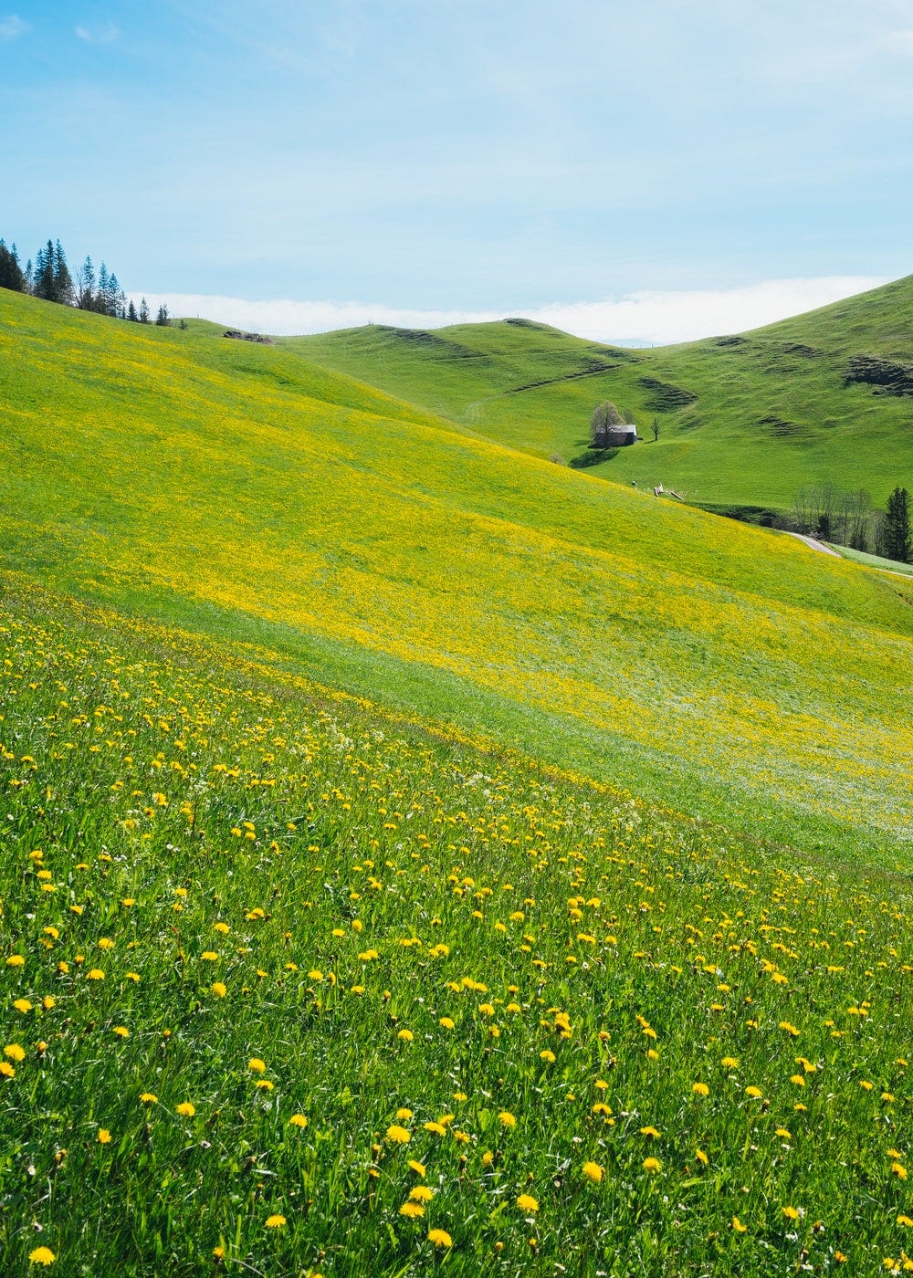 yellow flower field near green grass field during daytime