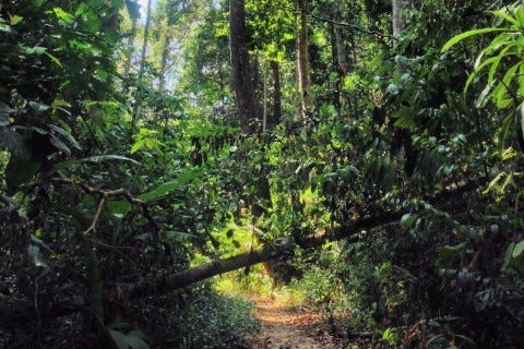 MALAYSIA: Getting lost in the jungle can be walking distance