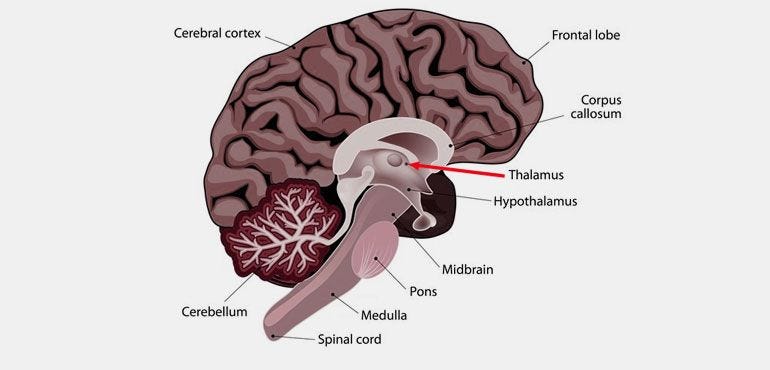 What Is Thalamus and How It Looks Like?