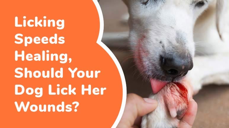 why do dogs lick wounds