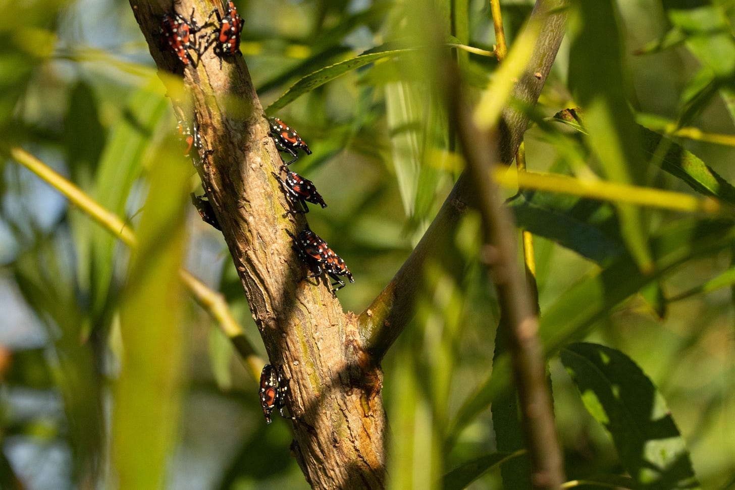 ten large red and black insects with white spots and a hunchbacked look crawl on a thick woody stalk with leaves in the foreground and background