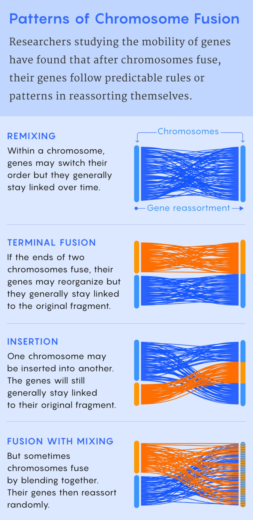 A figure describing different types of chromosome fusion and the effect of each on the order of the contained genes.