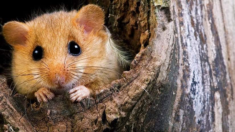 House Mouse or Field Mouse? Types of Mice - Woodland Trust