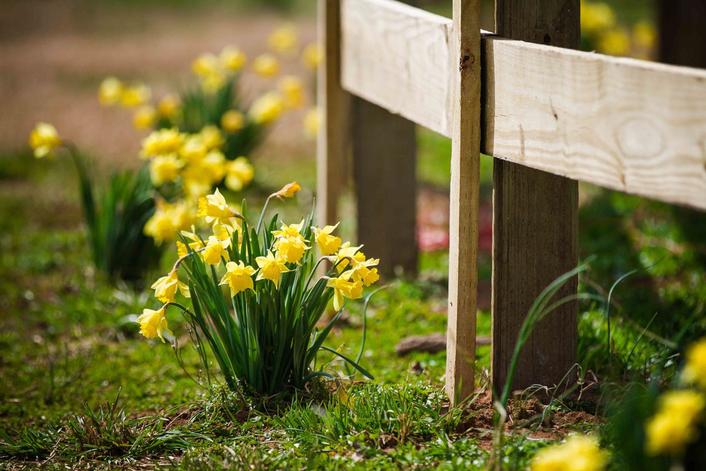 Daffodils at Joey Feek's grave