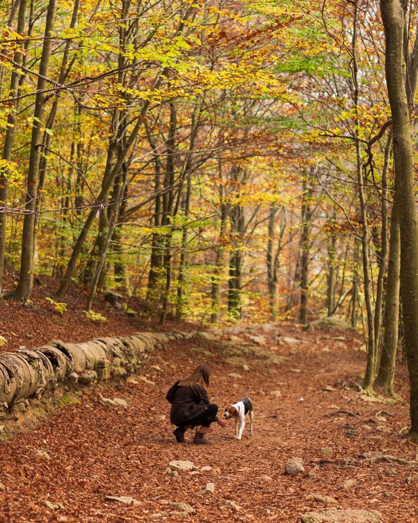 Woman kneeling and reaching out her hand to a brown and white dog