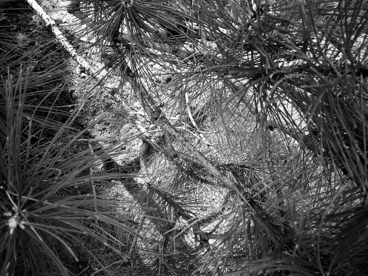 Pine boughs (black and white)