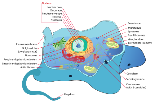 http://upload.wikimedia.org/wikipedia/commons/thumb/4/48/Animal_cell_structure_en.svg/500px-Animal_cell_structure_en.svg.png