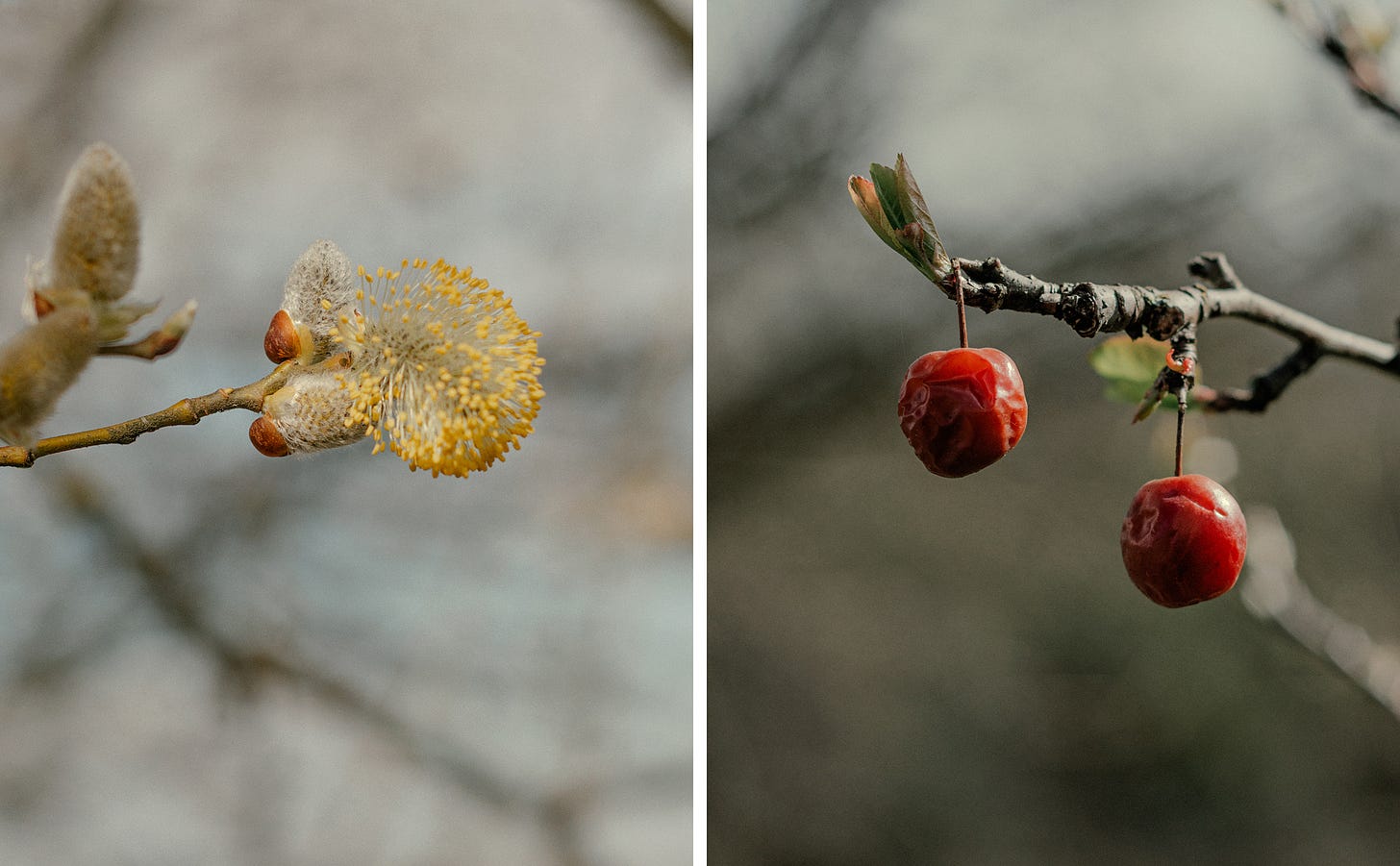 Spring buds and cherries
