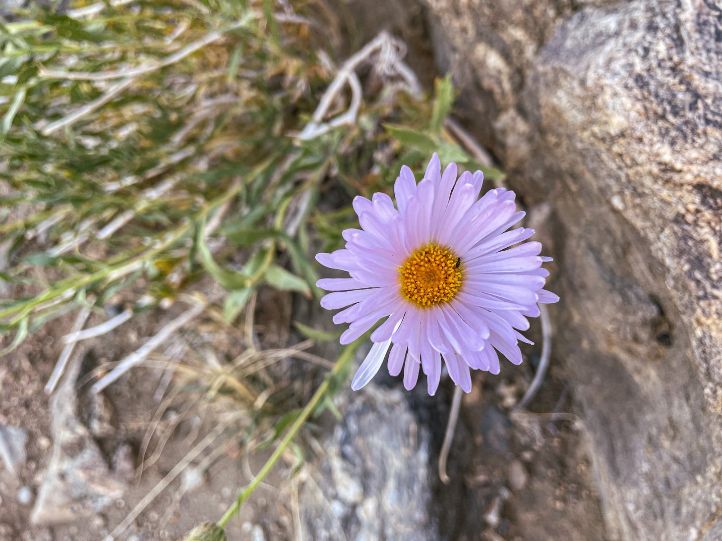 A small insect pollinates a desert daisy in Joshua Tree National Park.