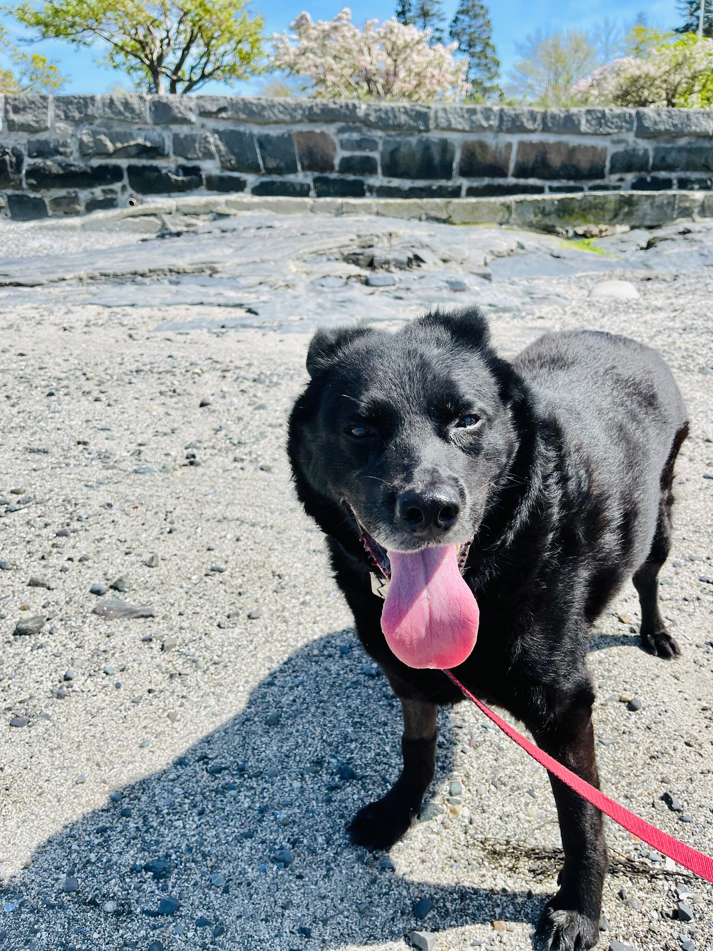 Happy dog standing on a Maine beach