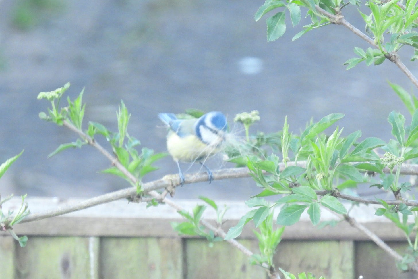 Blue Tit on branch carrying a bunch of hair or fur in its bill