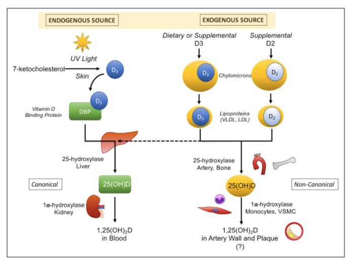 a graphic showing the two unique pathways for vitamin d, one is the exogenous pathway and the other is the endogenous pathway