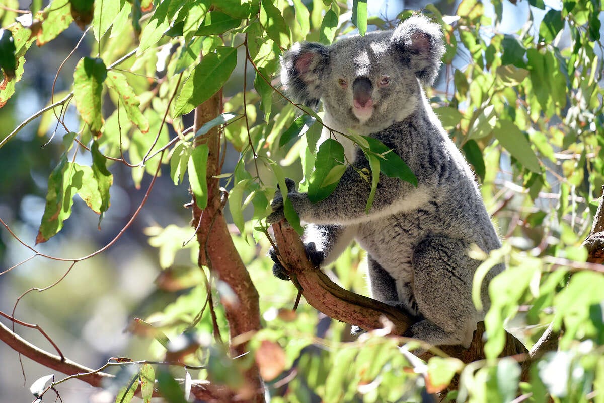 Stacey, a 2-year-old female koala at the San Francisco Zoo, is seen inside her habitat on Sept. 6.