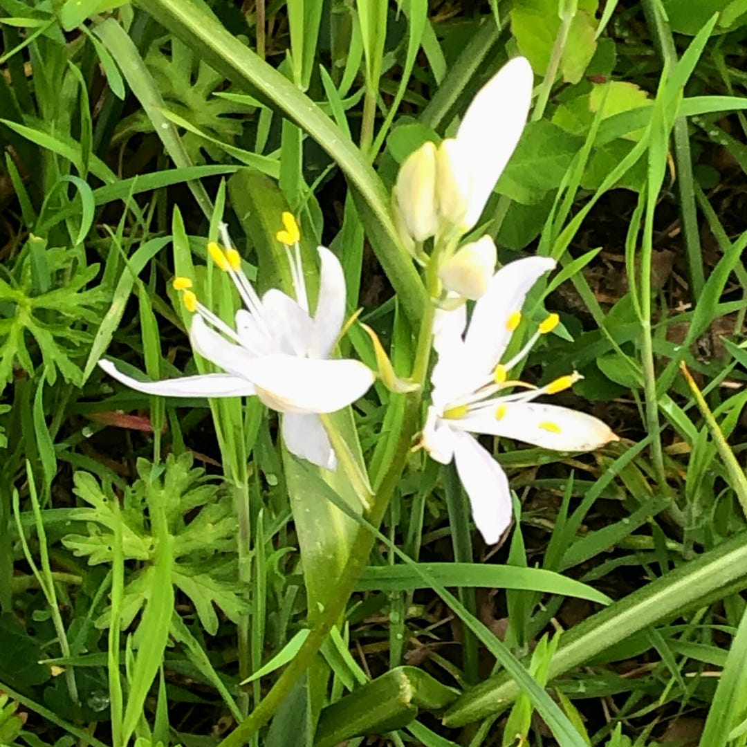 White camas flower, which apparently is a thing.