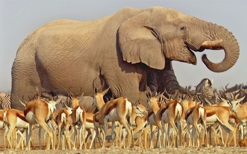 An African elephant towers above herds of antelope and zebra as they  congregate at a precious waterhole on the Etosha… | African elephant,  Elephant, Africa wildlife