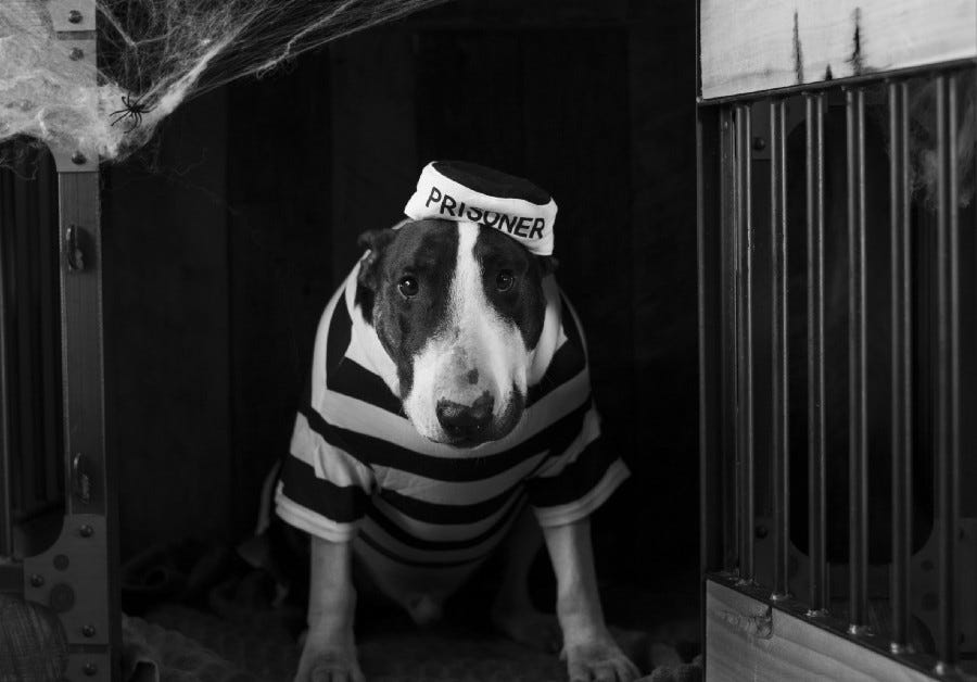 Mean face dog in a prison stripped tee shurt mugging for camera in doorway of a dog house or something like that