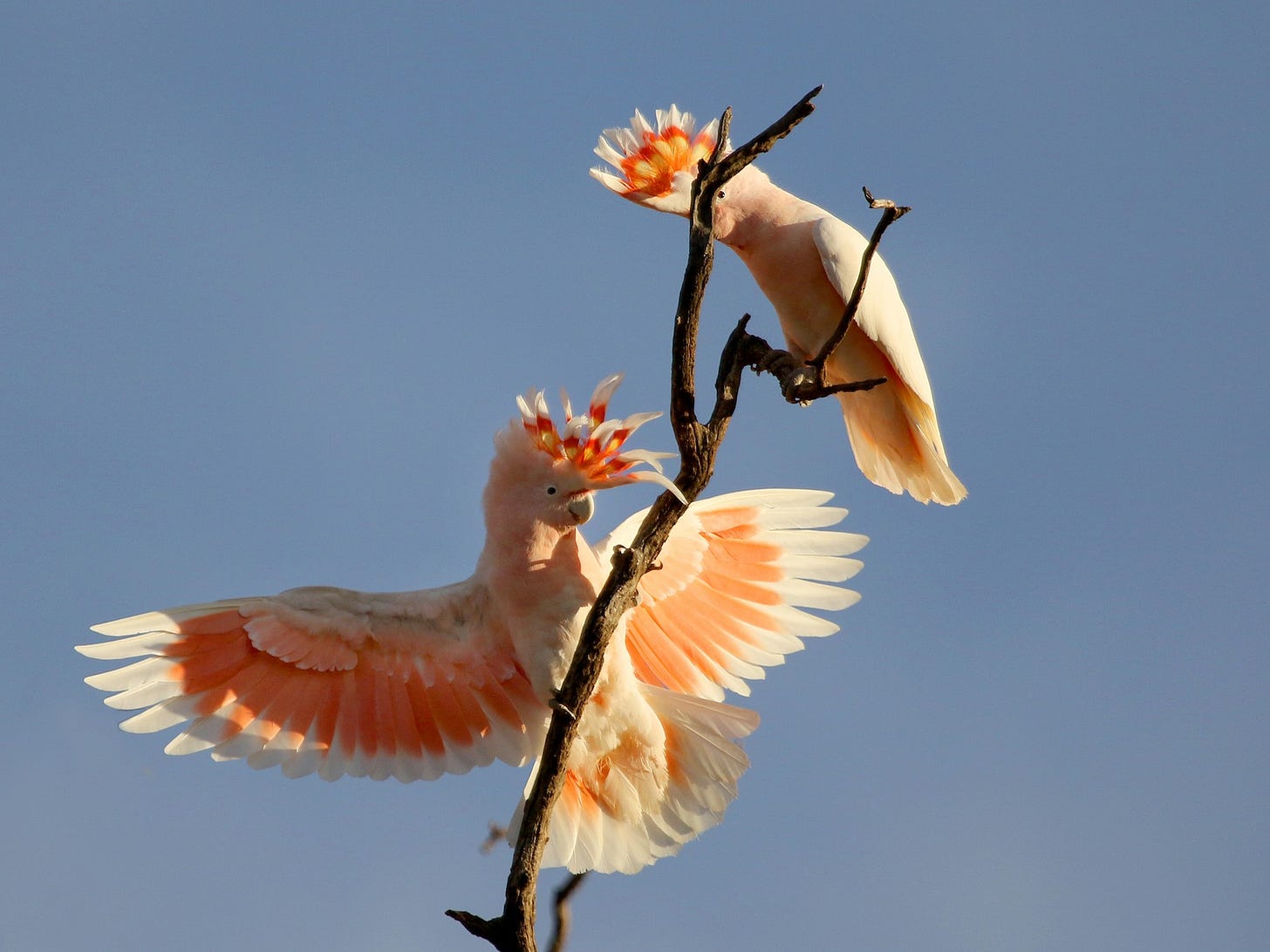 Pink Cockatoo - eBird