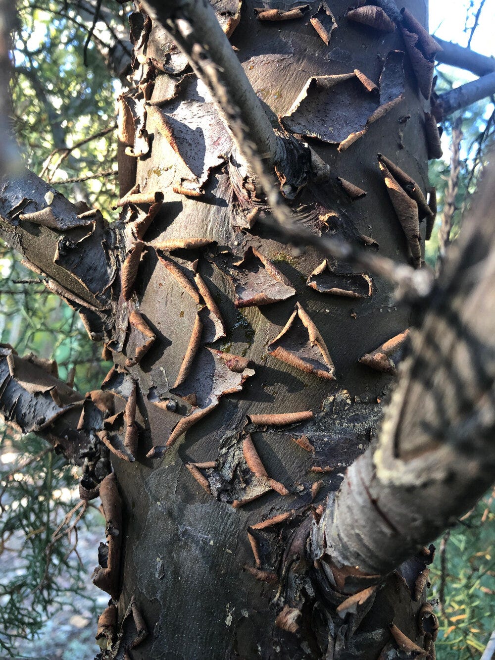 Arizona Cypress bark
