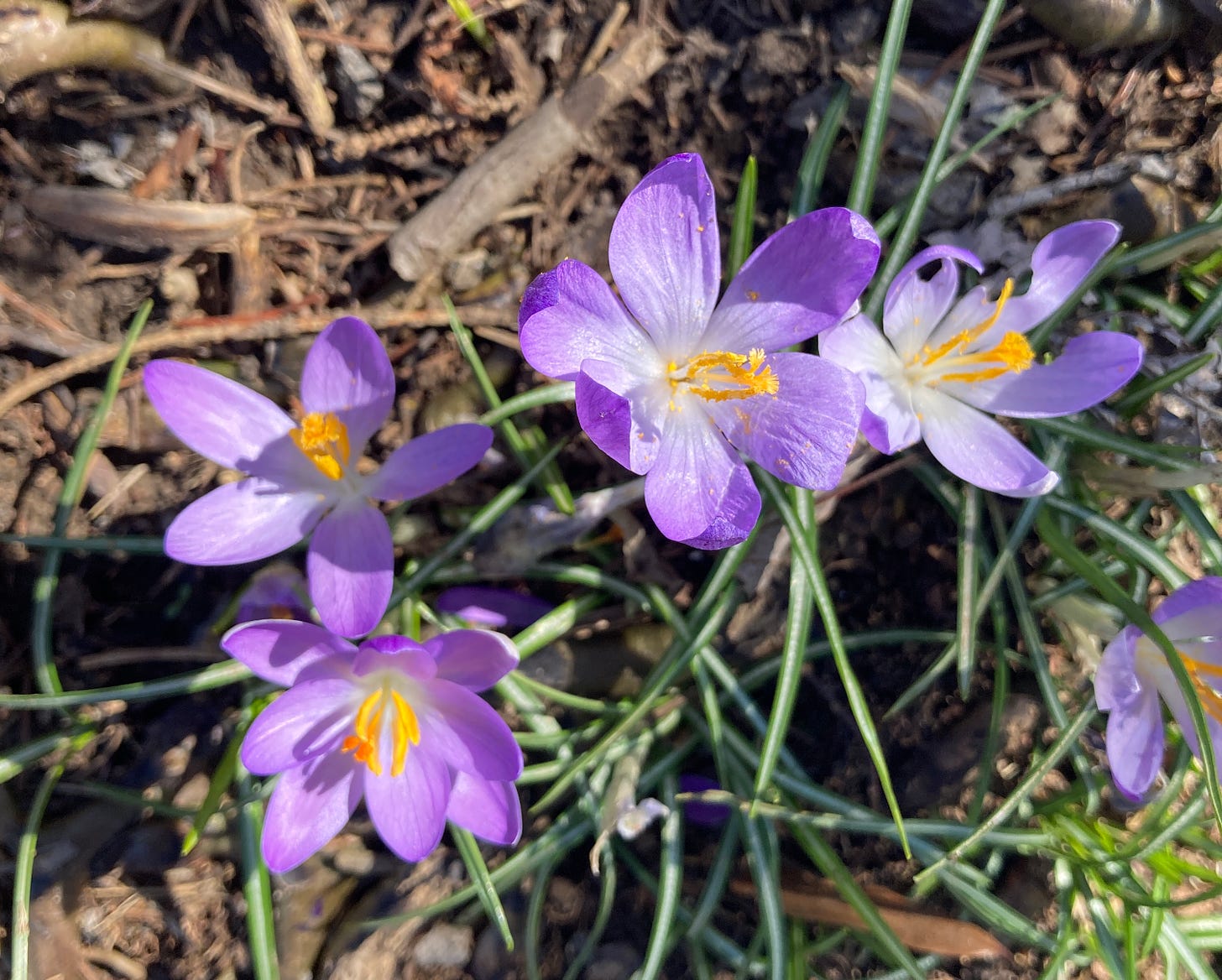 purple crocuses with yellow stamen emerging from the dirt.