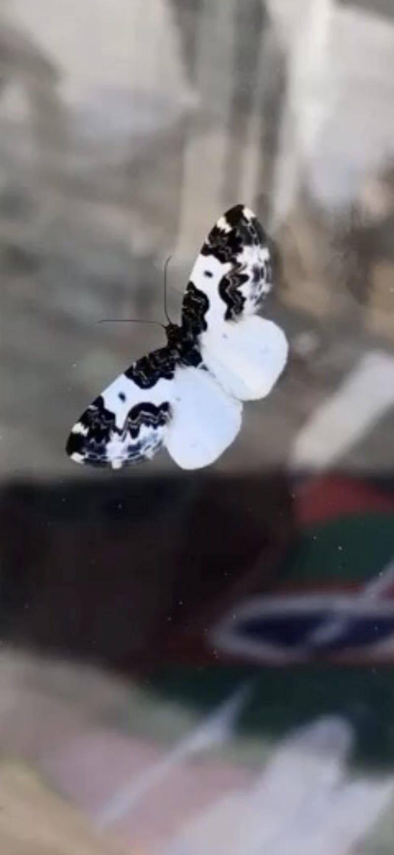 Black and White Butterfly Perched Upon A Glass Window