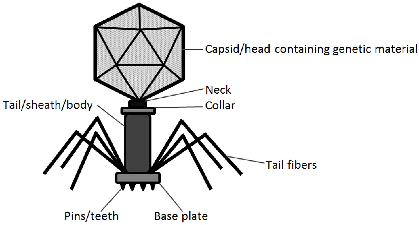 Simple Bacteriophage Virus Diagram - Diagram Media