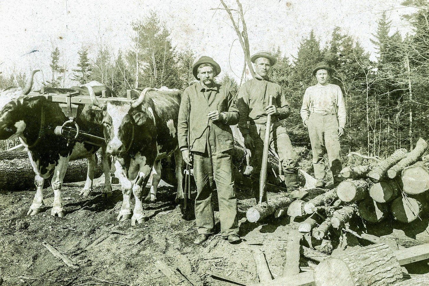 Loggers with Oxen