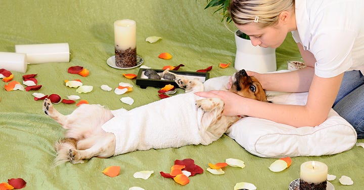 Six Reasons To Massage Your Dog