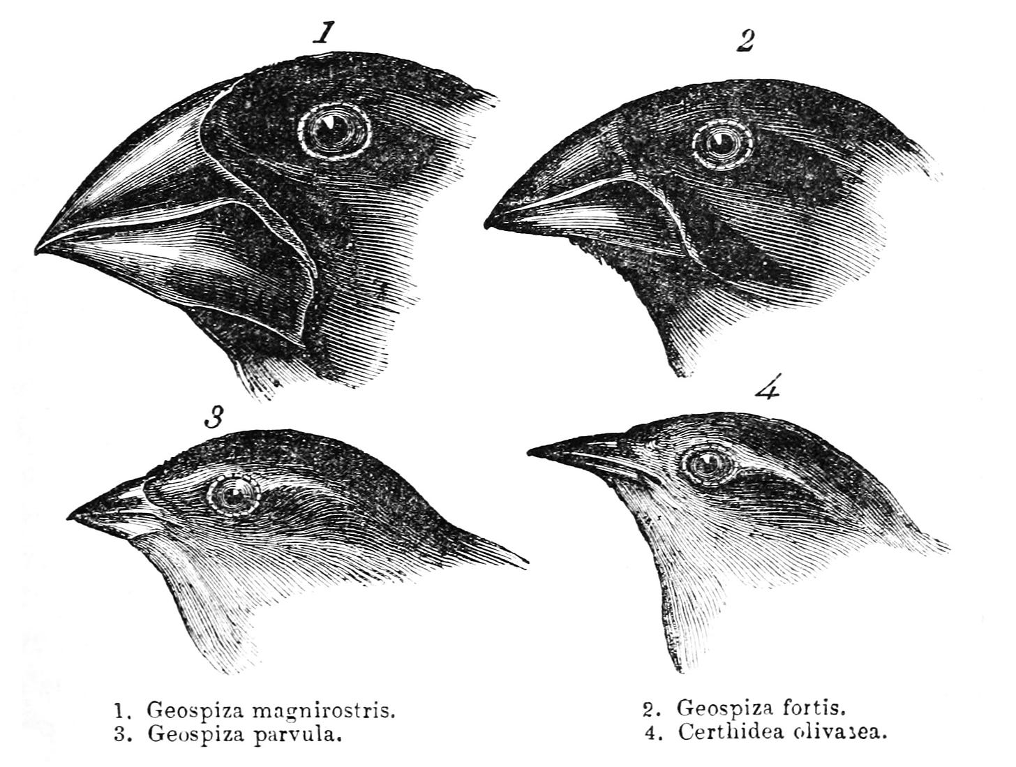 Evolution 101: Darwin&#39;s finches - SA Expeditions