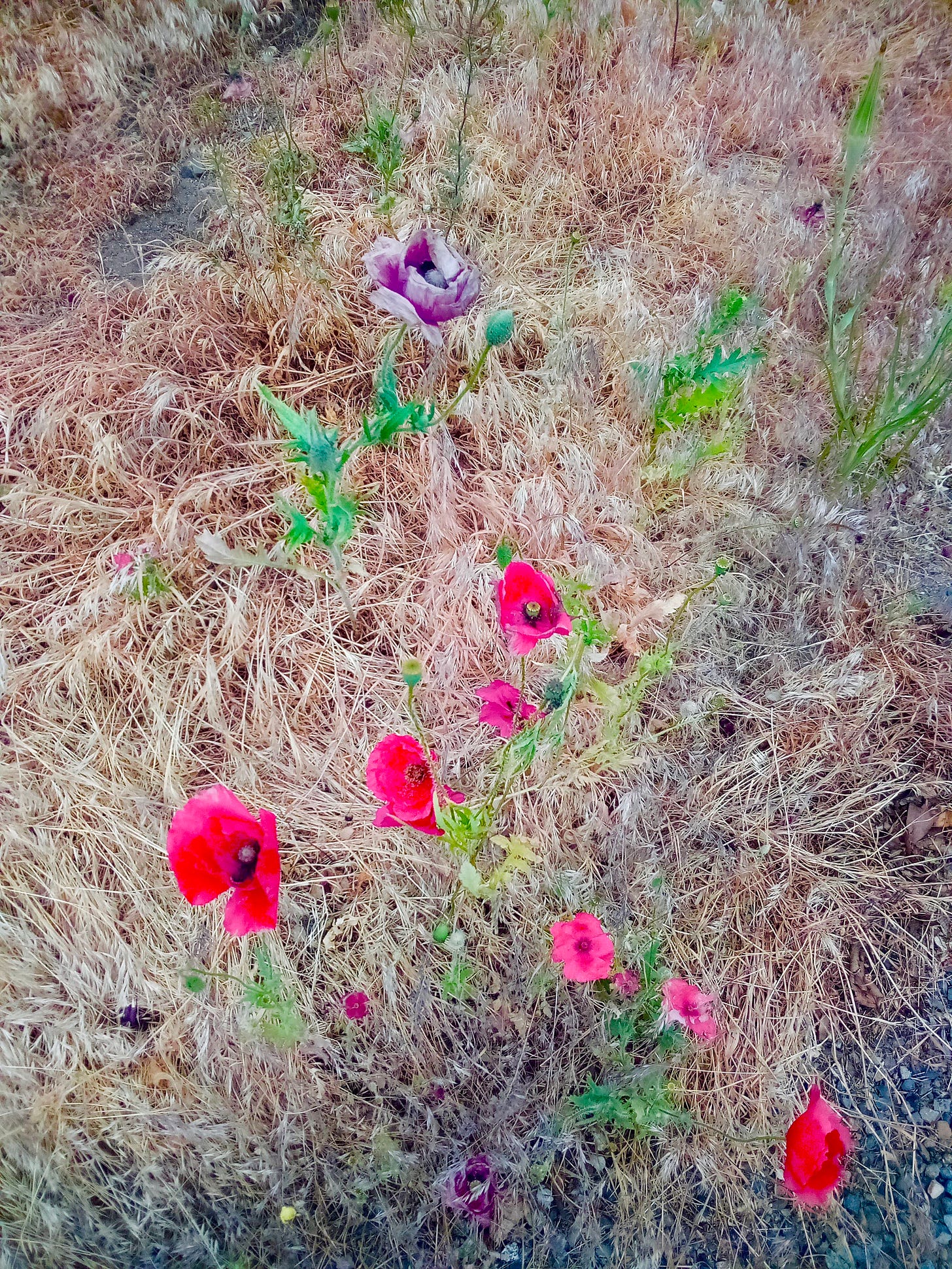 Red poppies in a field of dried grass.