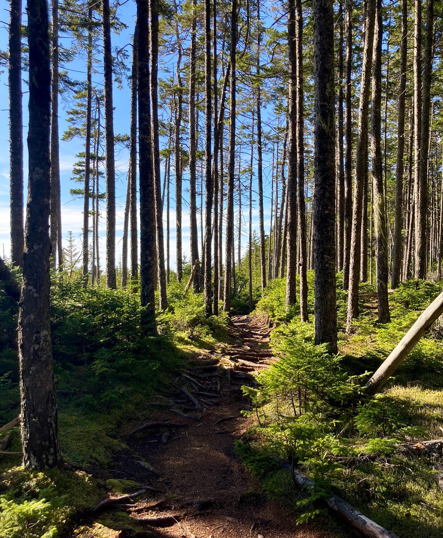 A dirt trail weaves through a moss-covered forest. The blue sky is visible in between the pines.