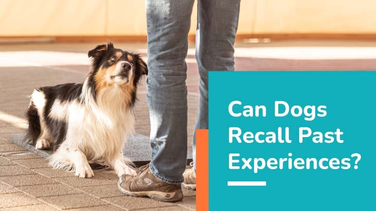 can dogs recall past experiences