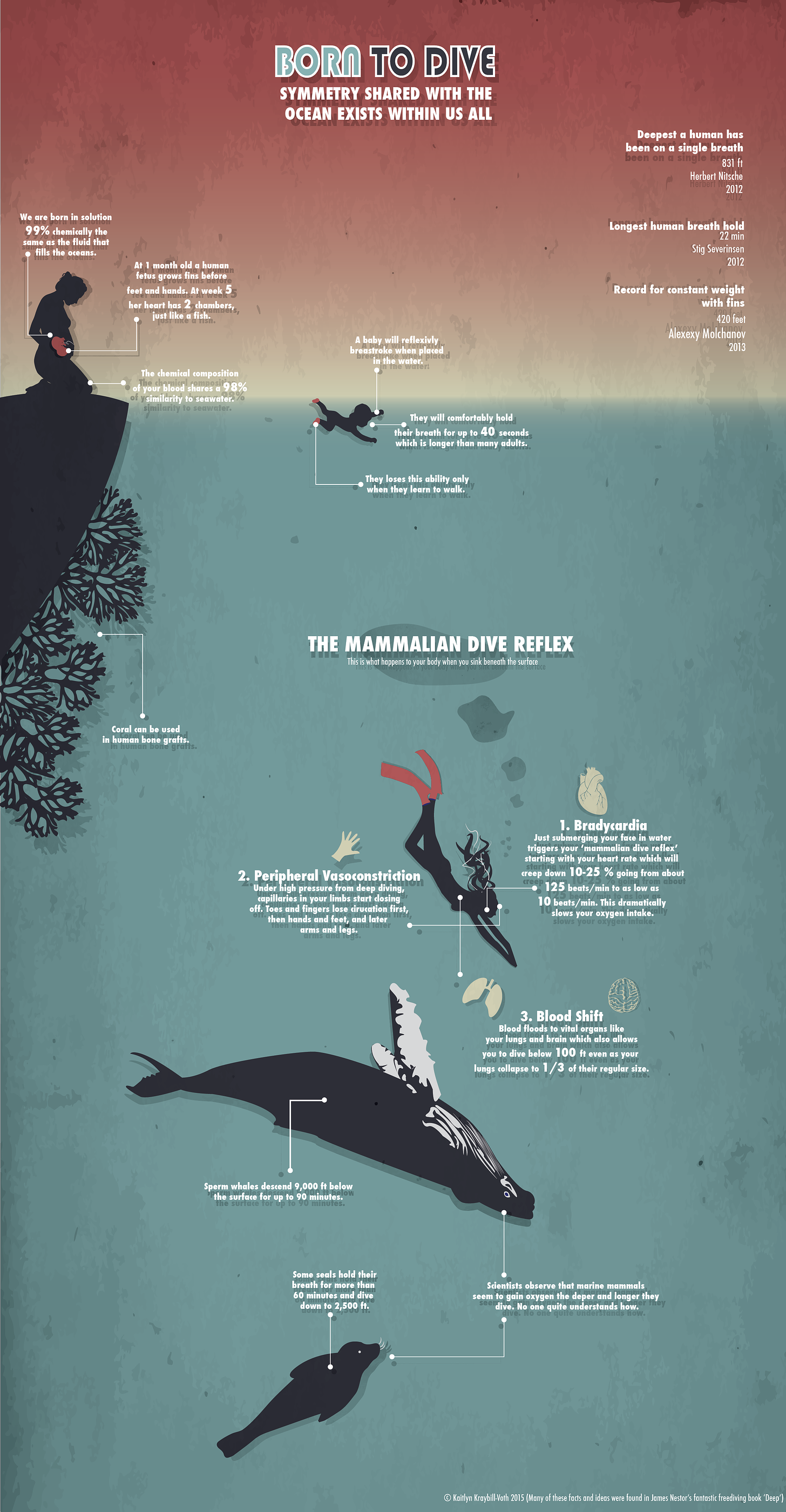 Born To Dive Infographic (inspired by James Nestor)  http://kaitlynkraybillvoth.com/portfolio/born-to-dive/ | Diving, Free  diving, Shark diving