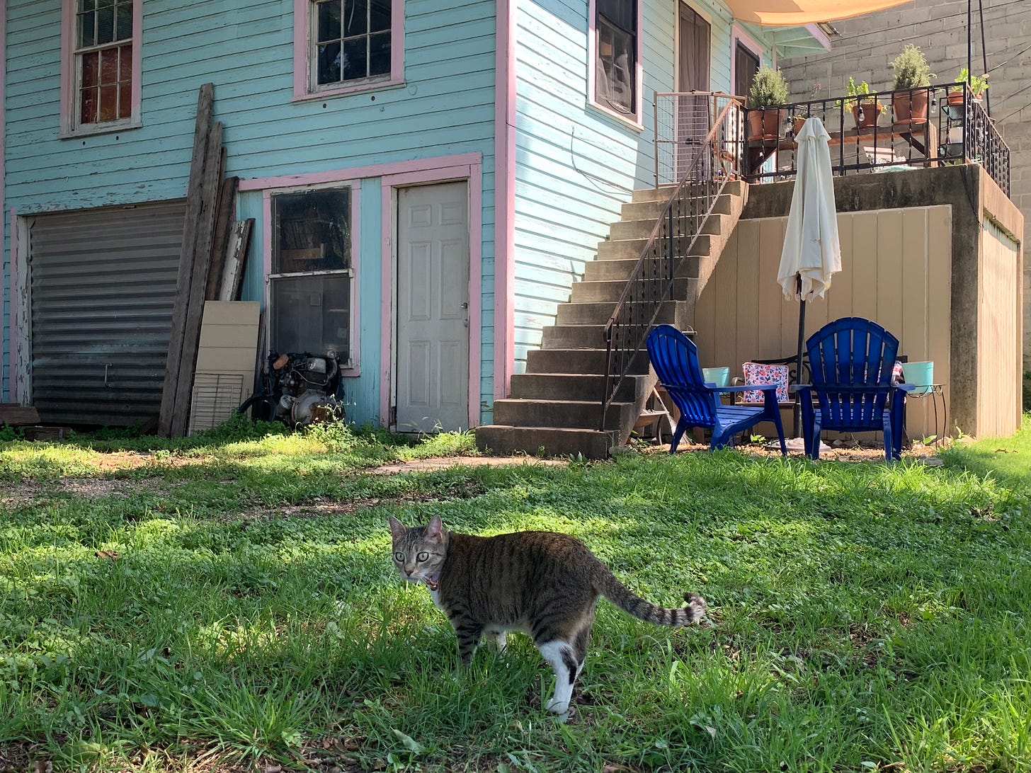 A tabby cat stands on a lawn outside a turquoise home with pink finishings