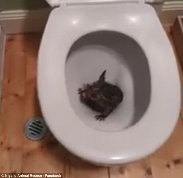 Possum rescued from Melbourne family's toilet bowl | Daily ...