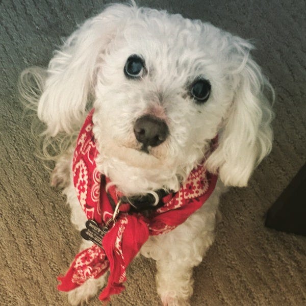 Archie, who belongs to loyal subscriber Sophie, would like a snack right now, please. Want your pet to appear in The Highlighter? j.mp/nominatepet