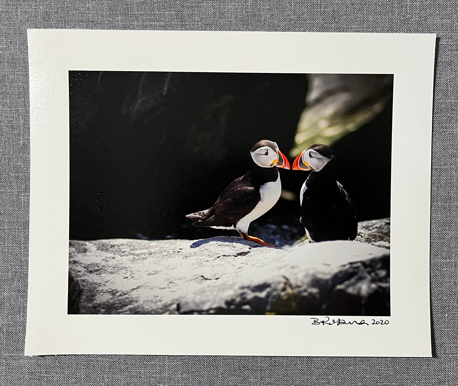Photo of a 5x7 colour photo of two puffins standing beak to beak on a rock on Machias Seal Island.