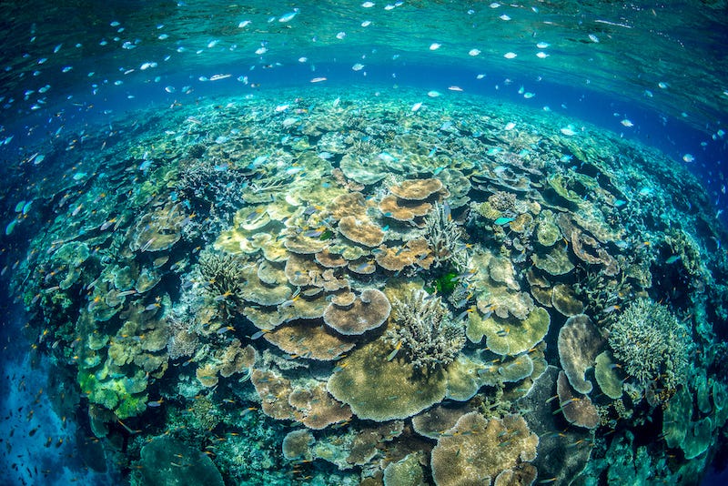 A wide-angle shot of a Pacific coral reef. There are many corals visible, mostly plating ones in brown and yellow. Sprinkled throughout are clumps of branching coral. Small silver fish are visible above the reef near the surface.