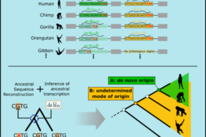 This graphical abstract depicts the rise of new genes in humans.