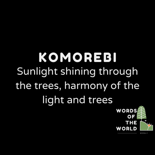 Komorebi, a Japanese word meaning that sunlight shining through trees' leaves