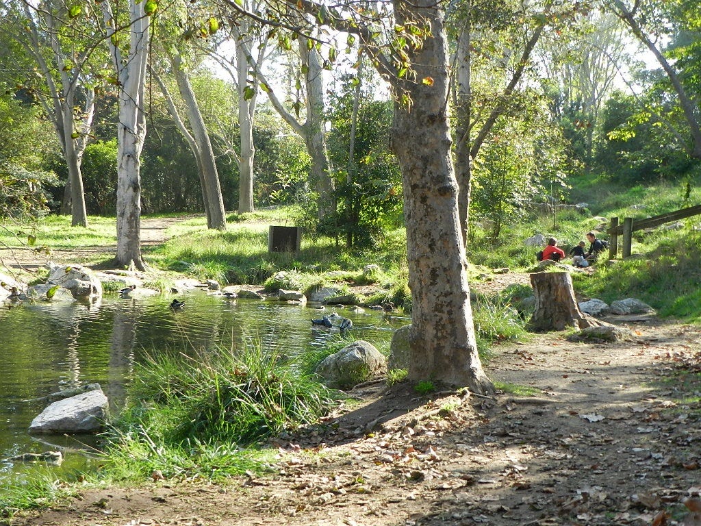 Pond and tree