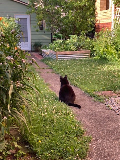 Fat black cat sitting on a sidewalk in the garden in the early morning