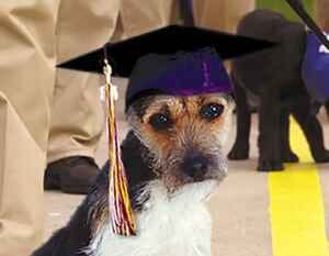 Photo of a dog with a graduation cap and tassel